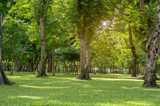 Lush green shade trees with textured bark in sun-dappled park