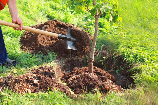 Digging soil around young tree seedling with wooden-handled shovel for replanting profit