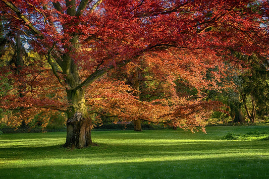 Majestic autumn tree with red orange leaves on green lawn TN Nursery