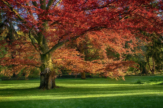 Majestic red oak tree with vibrant red and orange autumn leaves on green lawn