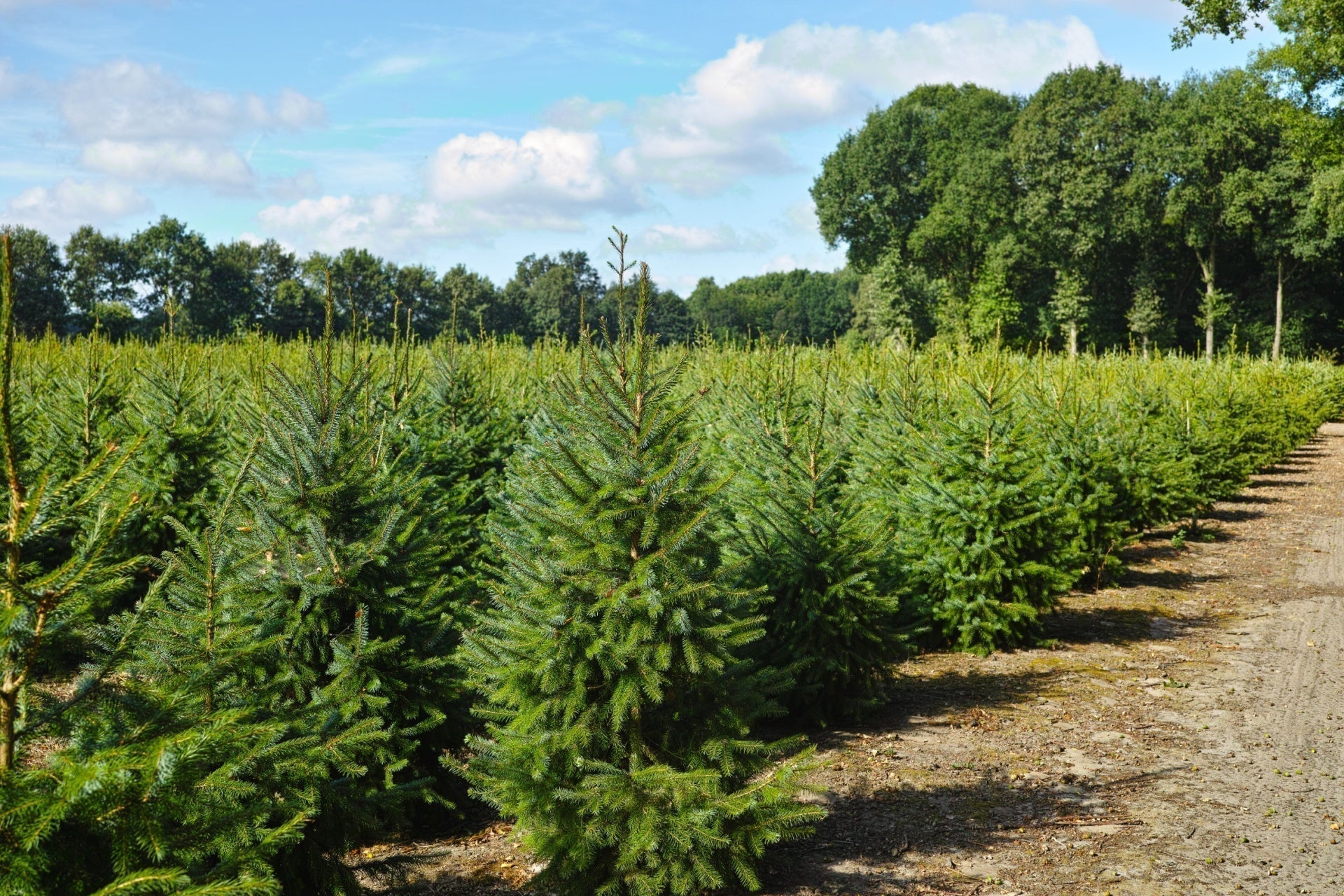 Rows of vibrant green Christmas trees in sunny field for landscaping.