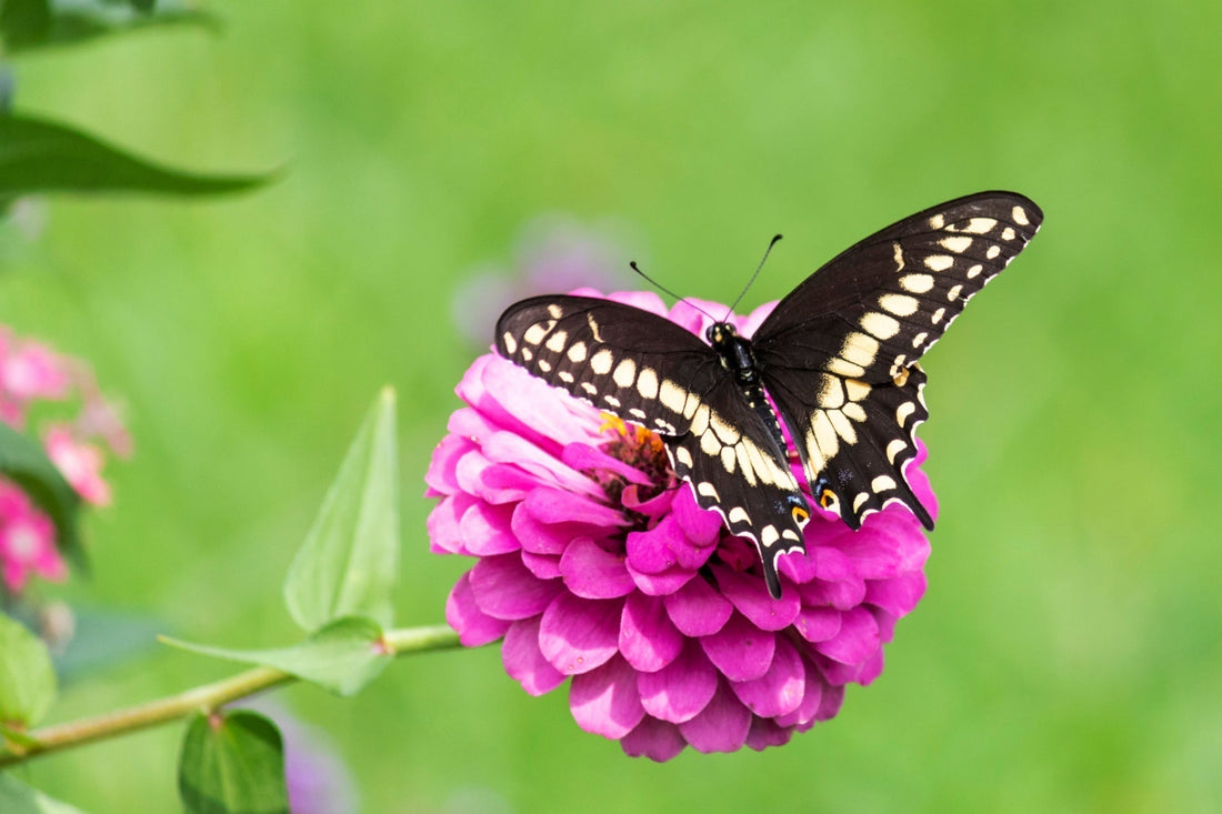 Black and yellow swallowtail butterfly on pink zinnia pollinator plant