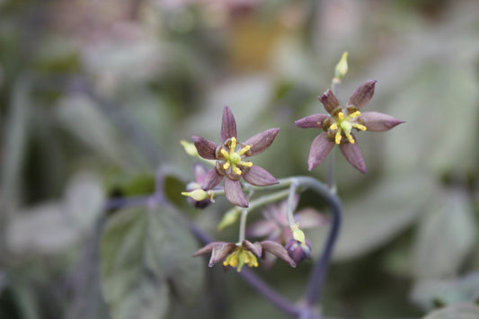 Blue cohosh purple star-shaped flowers with yellow centers on stems