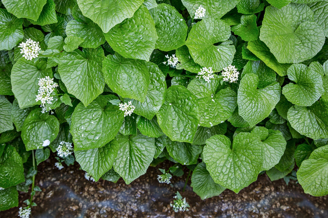 Wasabi Plant 