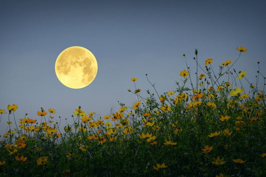 Full yellow moon over orange yellow wildflowers in summer moon garden