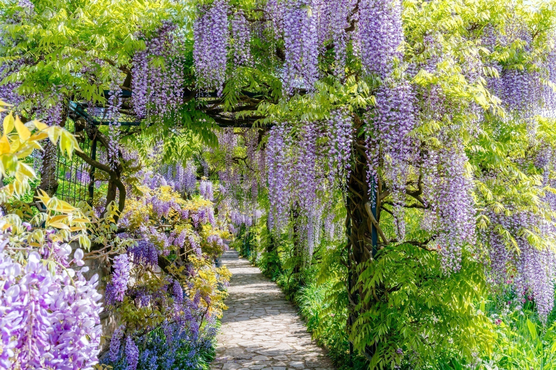 Purple wisteria tree blossoms cascading from lush green arbor