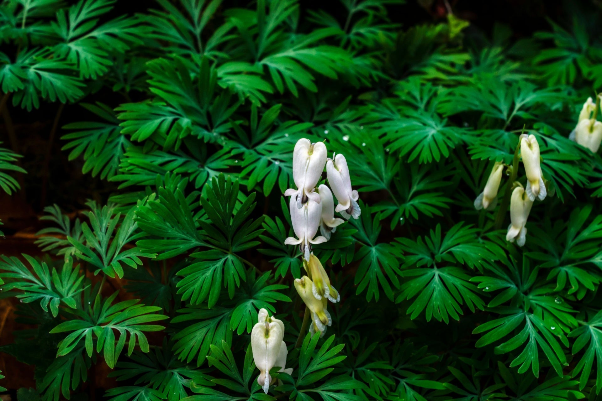 Dicentra canadensis - Squirrel Corn