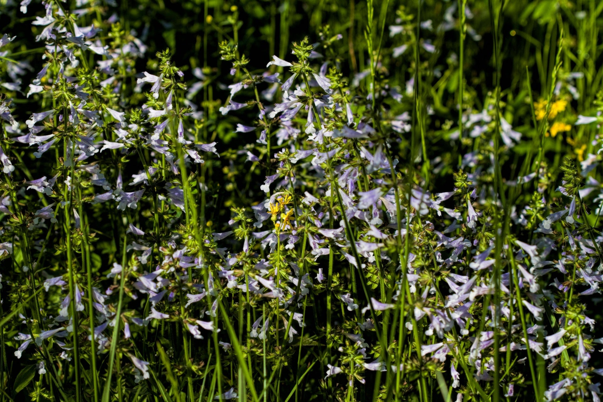 Lyreleaf Sage