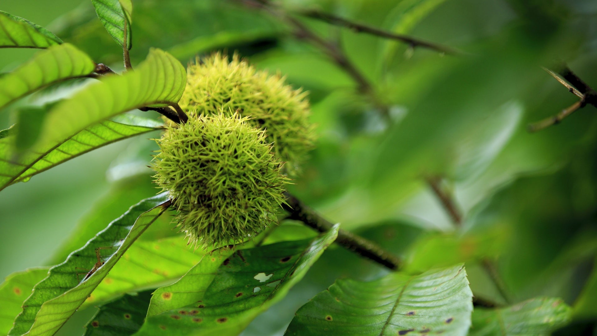 Chinese Chestnut Tree