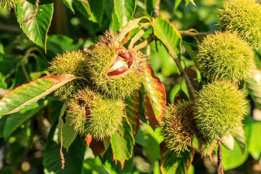 Green spiky Chinese chestnut burrs cracked open revealing reddish-brown nut on branches