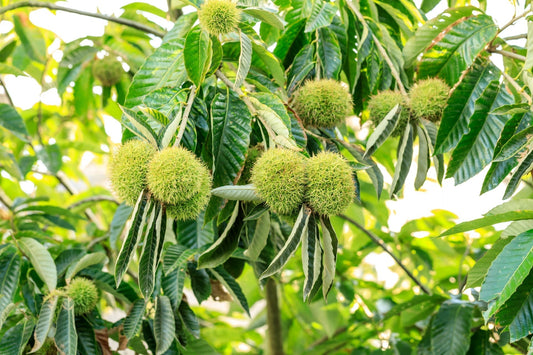 Green spiky Chinese chestnuts on lush leaves, tree branch