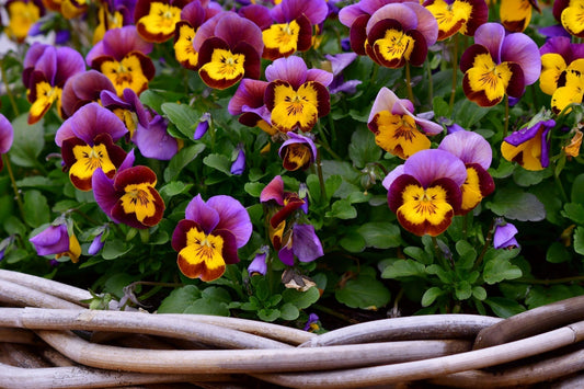 Vibrant purple yellow pansies with maroon centers in woven basket