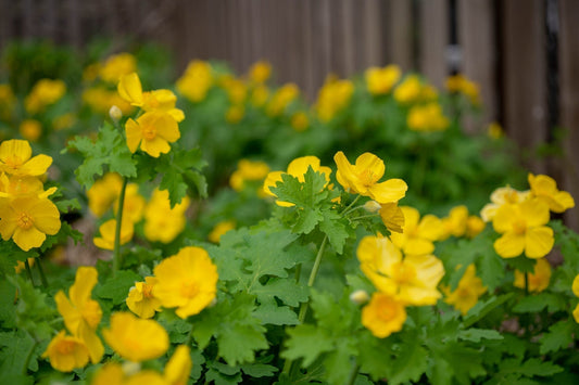 Vibrant yellow buttercup flowers in Celandine Poppy woodland garden