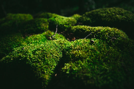 Vibrant green moss with velvety texture, eco-friendly lawn alternative