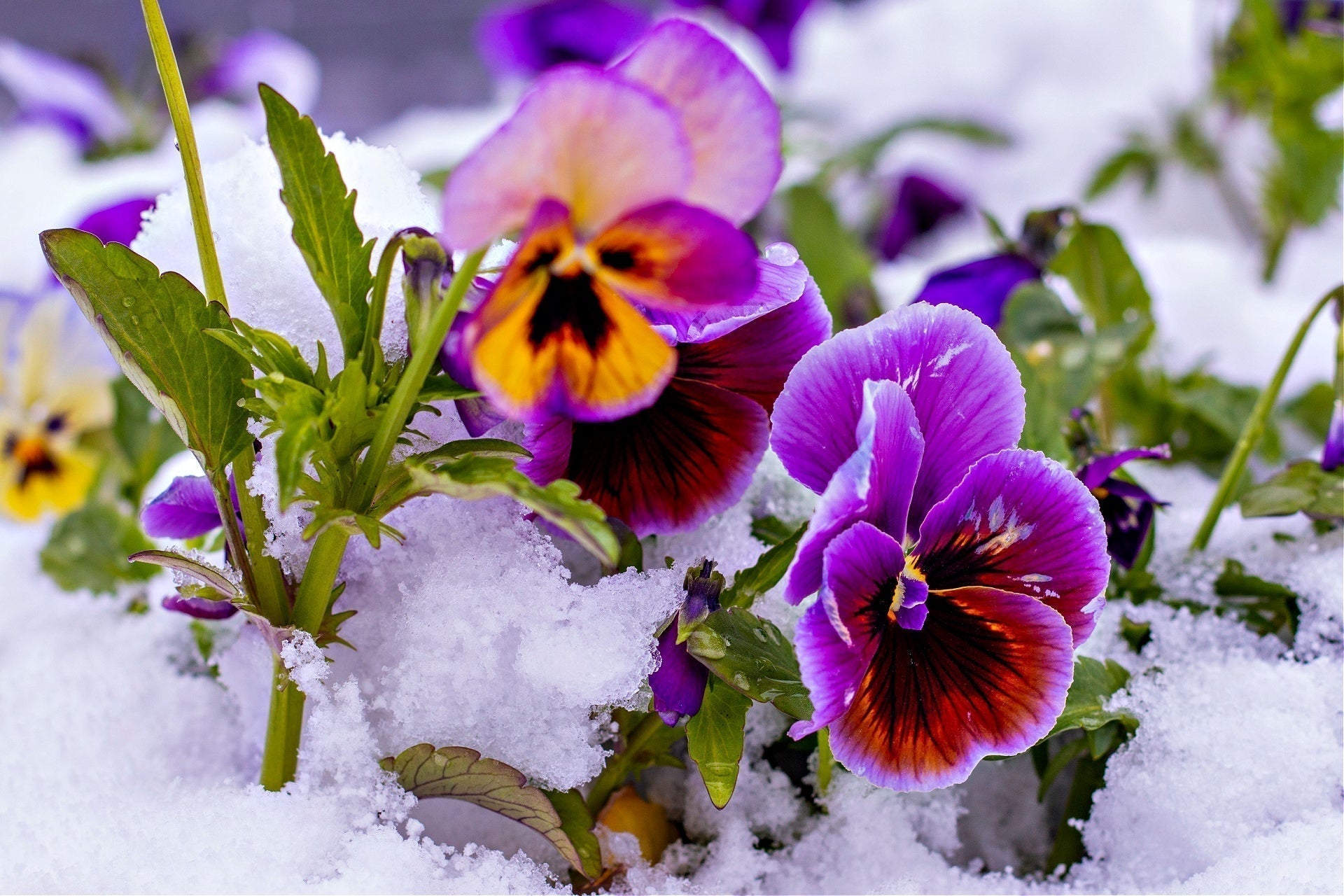 Vibrant purple yellow pansies with maroon centers bloom in snow perennial beauty