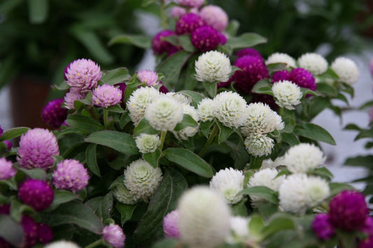 Lush globe amaranth Gomphrena white purple blooms and green leaves