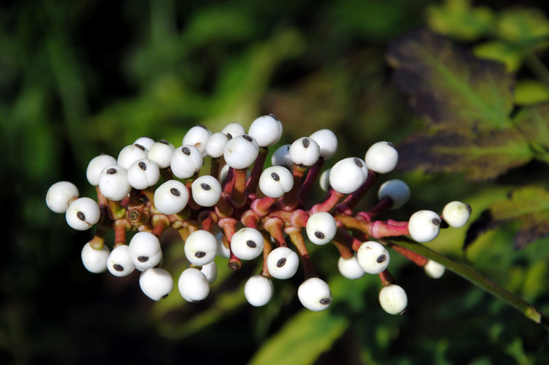 Baneberry Doll Eye