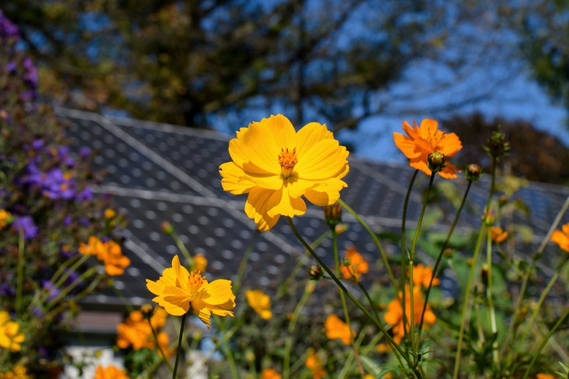 Bright yellow cosmos flowers blooming in full sun