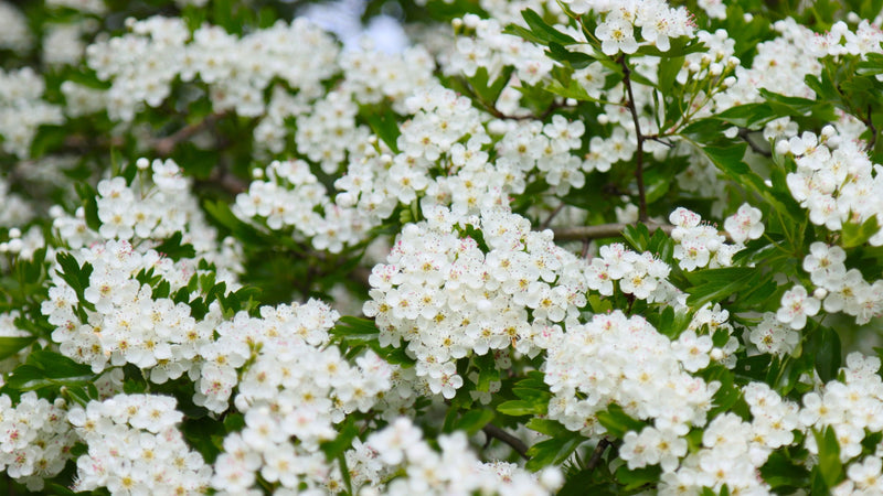  White Flowering Trees 