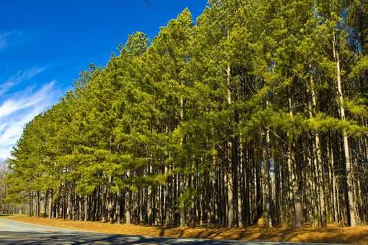 Tall white pines with green needles and gray bark against blue sky
