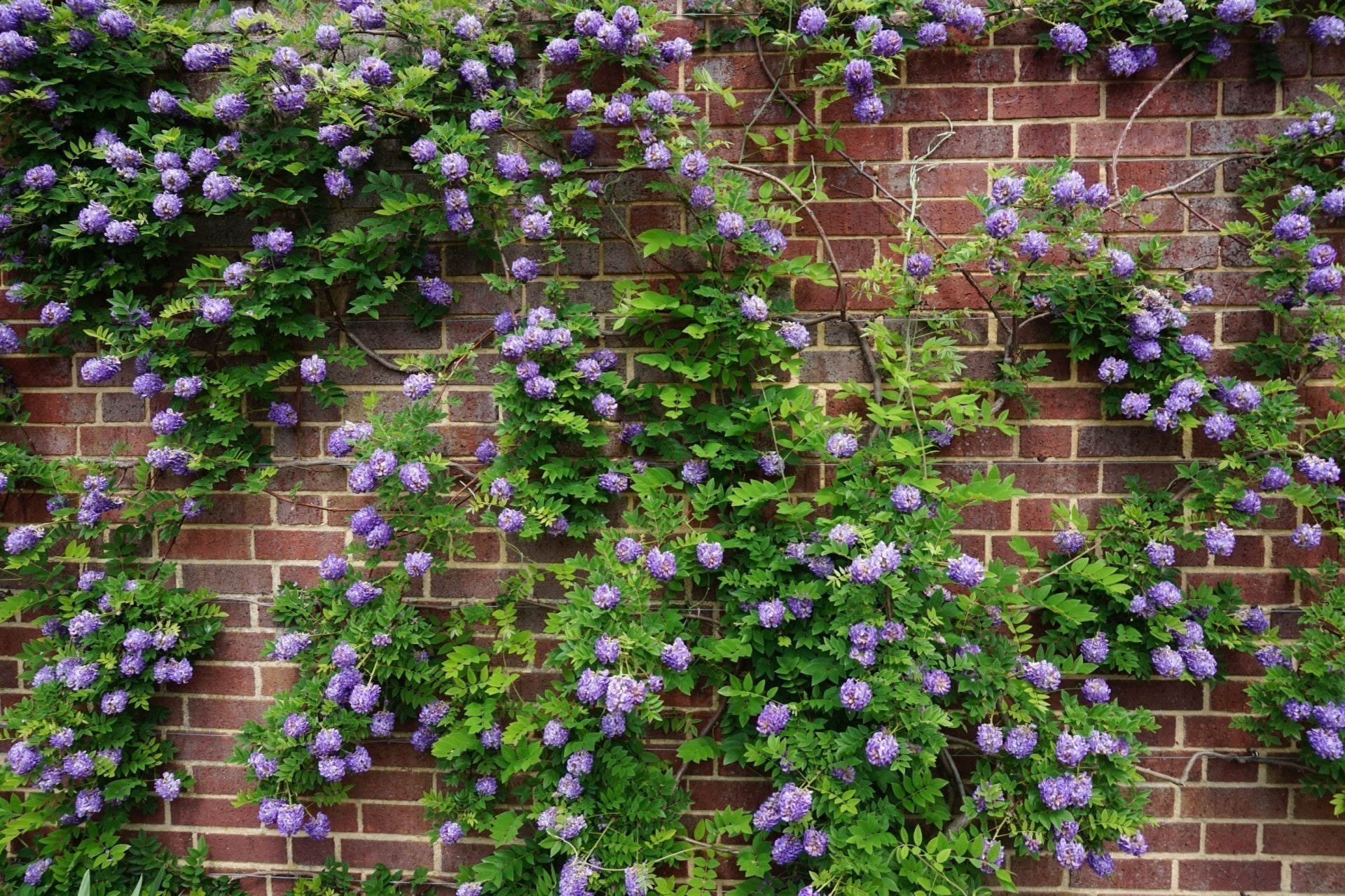 Purple flowering vine with green leaves climbs red brick wall, showcasing root power