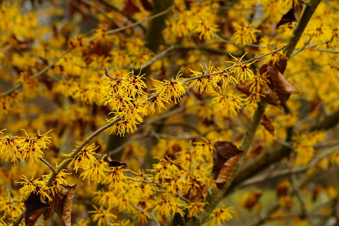 Vibrant yellow witch hazel blossoms with spiky petals on branches