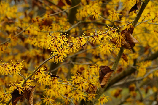 Vibrant yellow witch hazel blossoms with spiky petals on branches