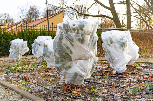 White translucent plastic covers protect shrubs in frosty garden for winterproofing