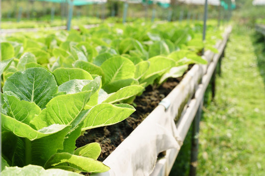 Vibrant green leafy vegetables in sustainable raised beds under greenhouse structure
