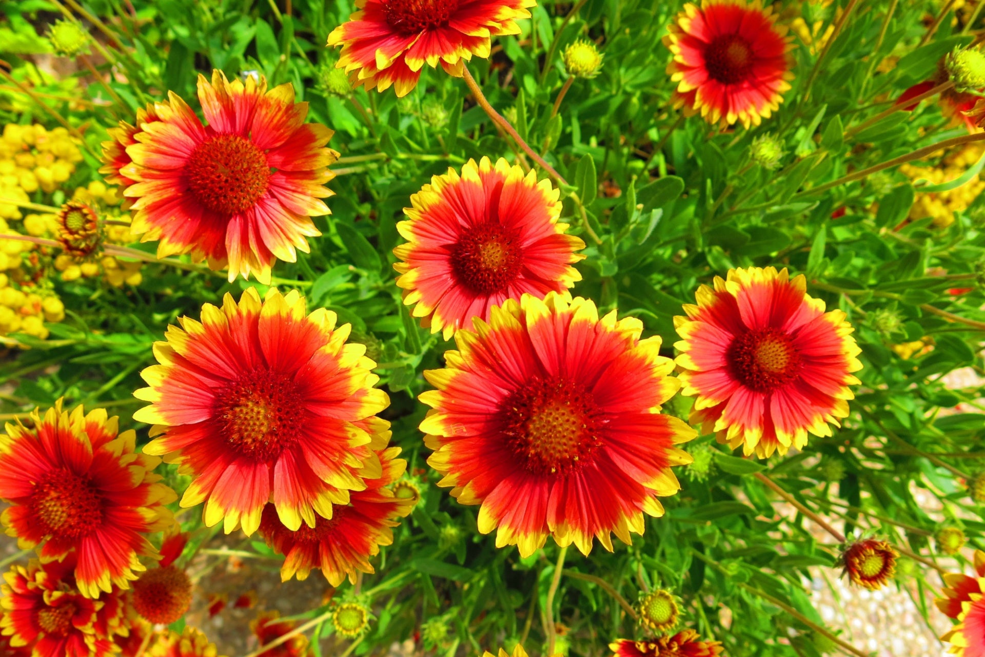 Blanket Flower 