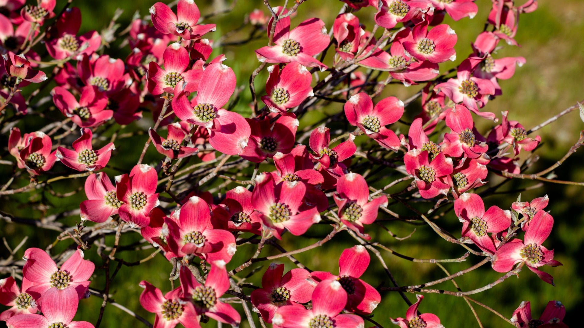 Red Flowering Dogwood