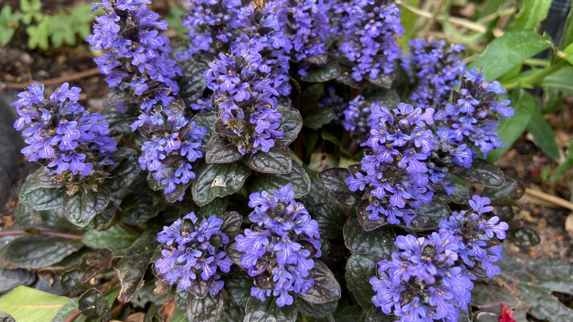 Ajuga Reptans