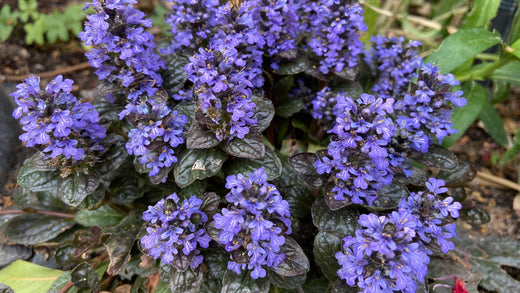 Ajuga Reptans