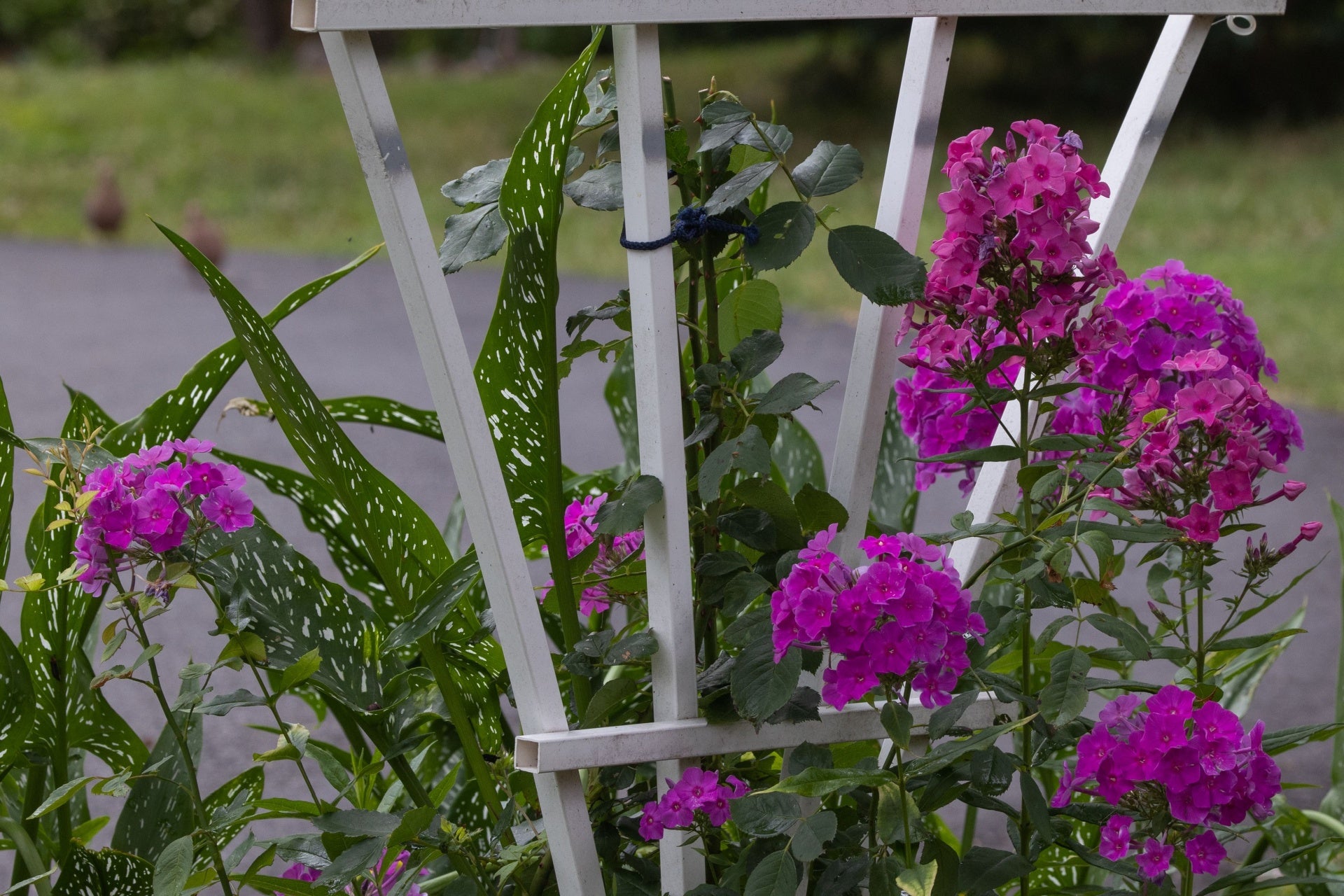 Tall Phlox