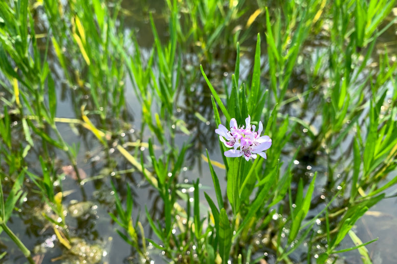 water willow