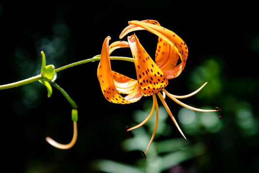 Vibrant Turks cap lily with orange petals, dark spots in woodland garden
