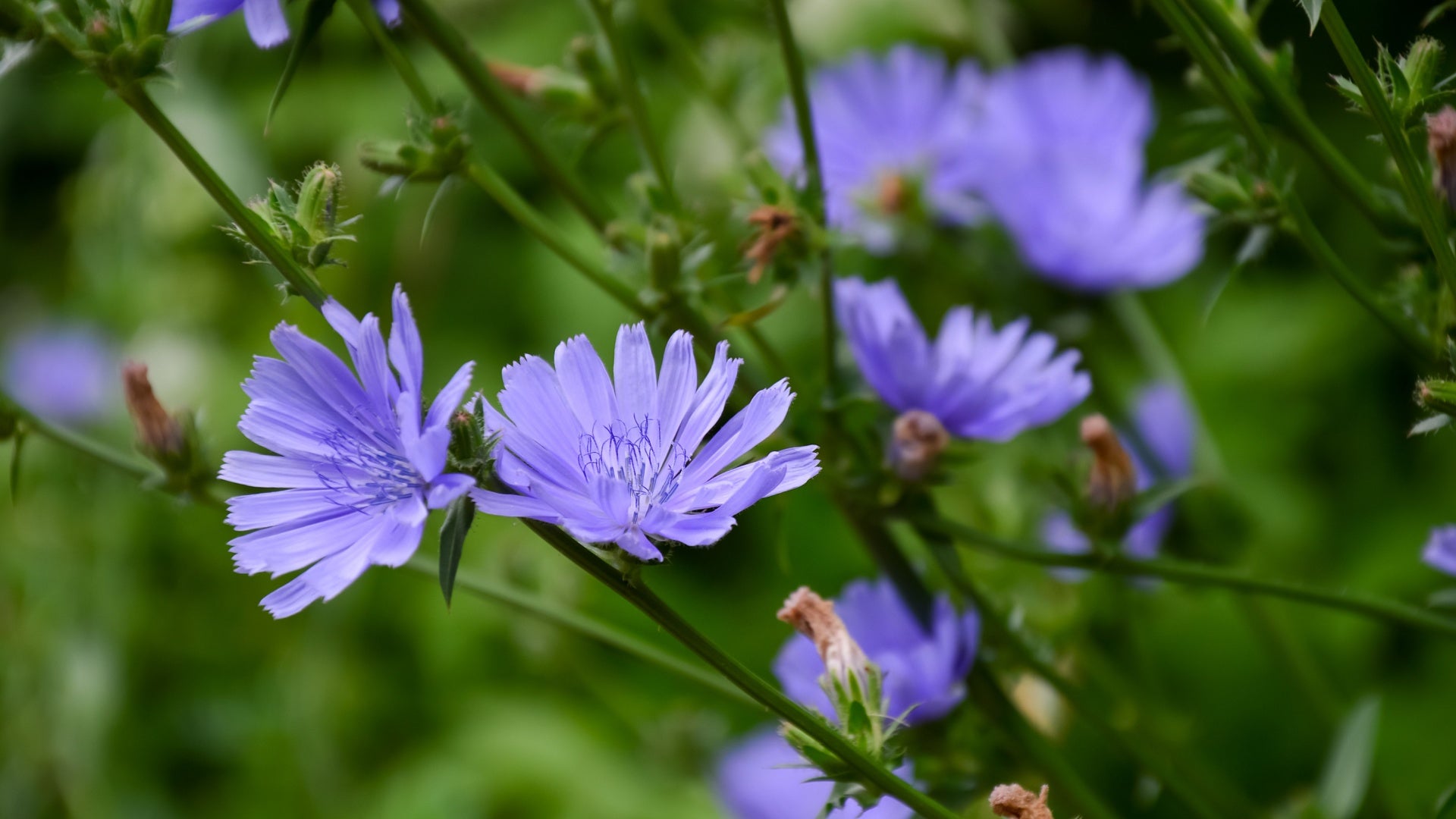 Chicory