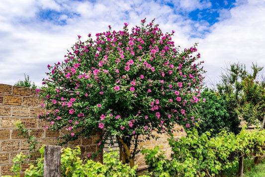 Rose of Sharon tree with pink blossoms and green foliage against stone wall