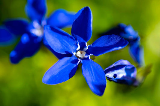 Vibrant royal blue five-petaled flower with white stamens in native gardening