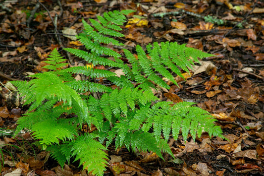 New York Fern