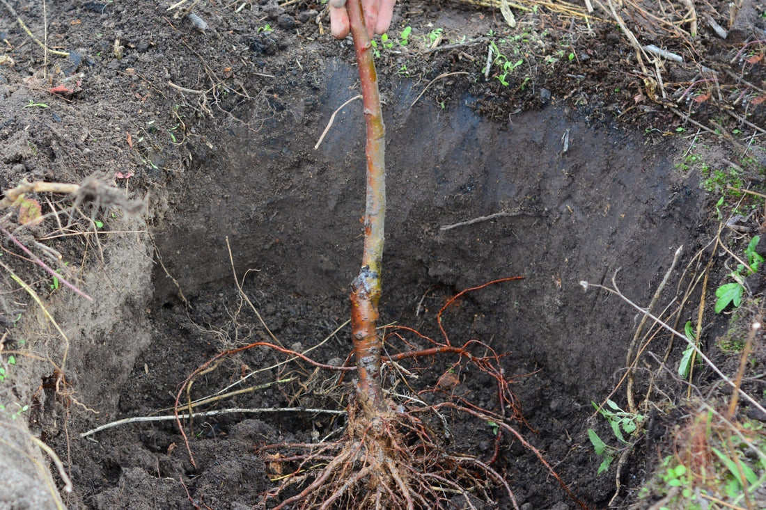 Bare root tree sapling with reddish-brown trunk pulled from dark soil