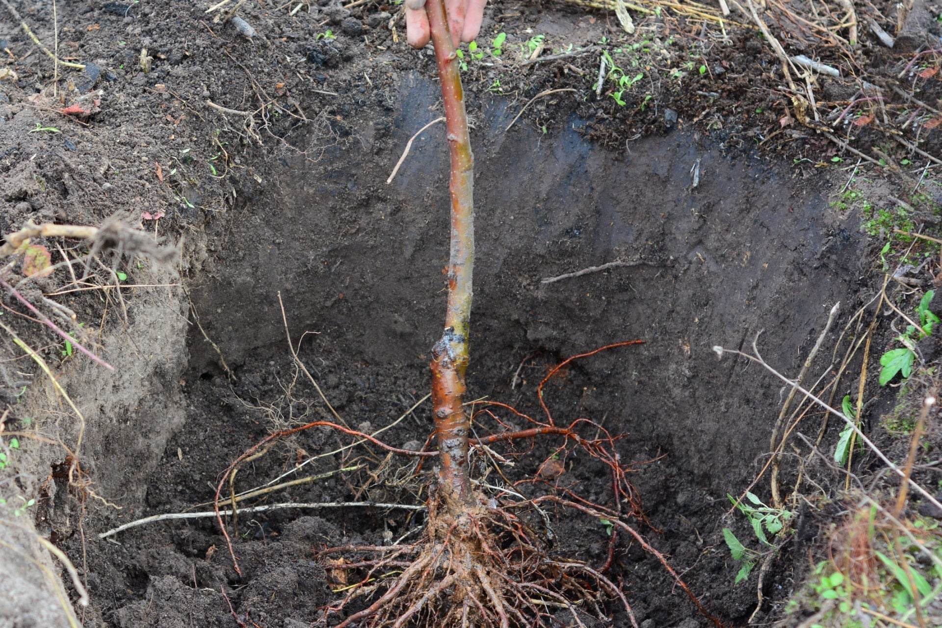 Young bare root tree with reddish-brown trunk held upright in dark soil