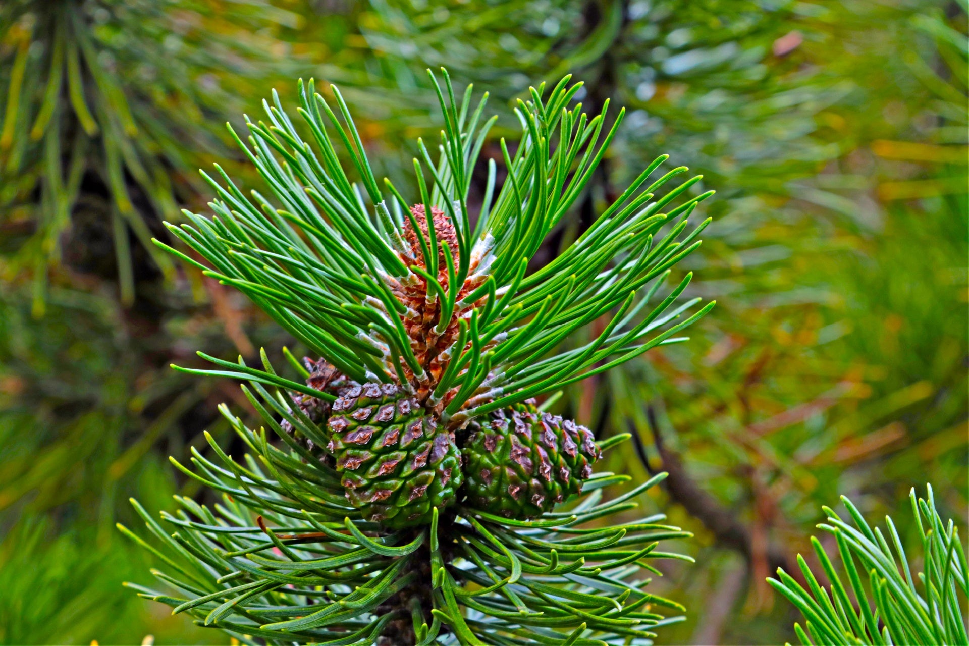 White Pine Tree