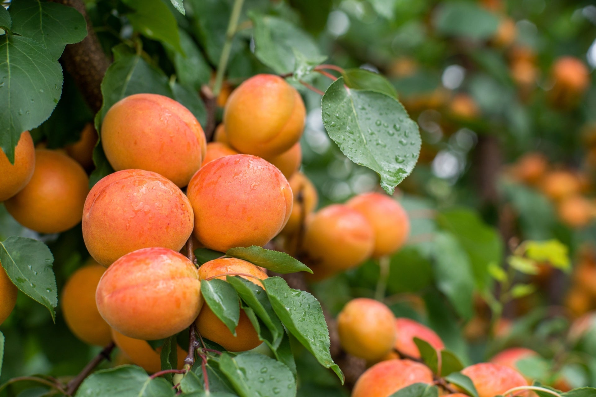 Apricot Fruit Tree