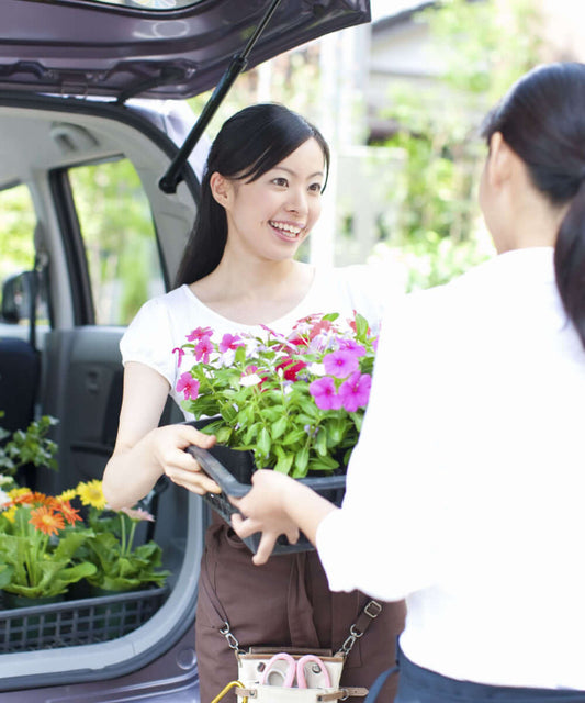 TN Nursery customer review: Woman holds tray of vibrant pink, red, purple petunias