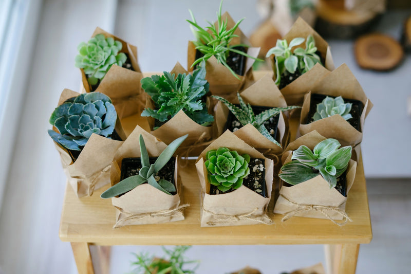 8 Ideas For Gifting Someone With Plants 