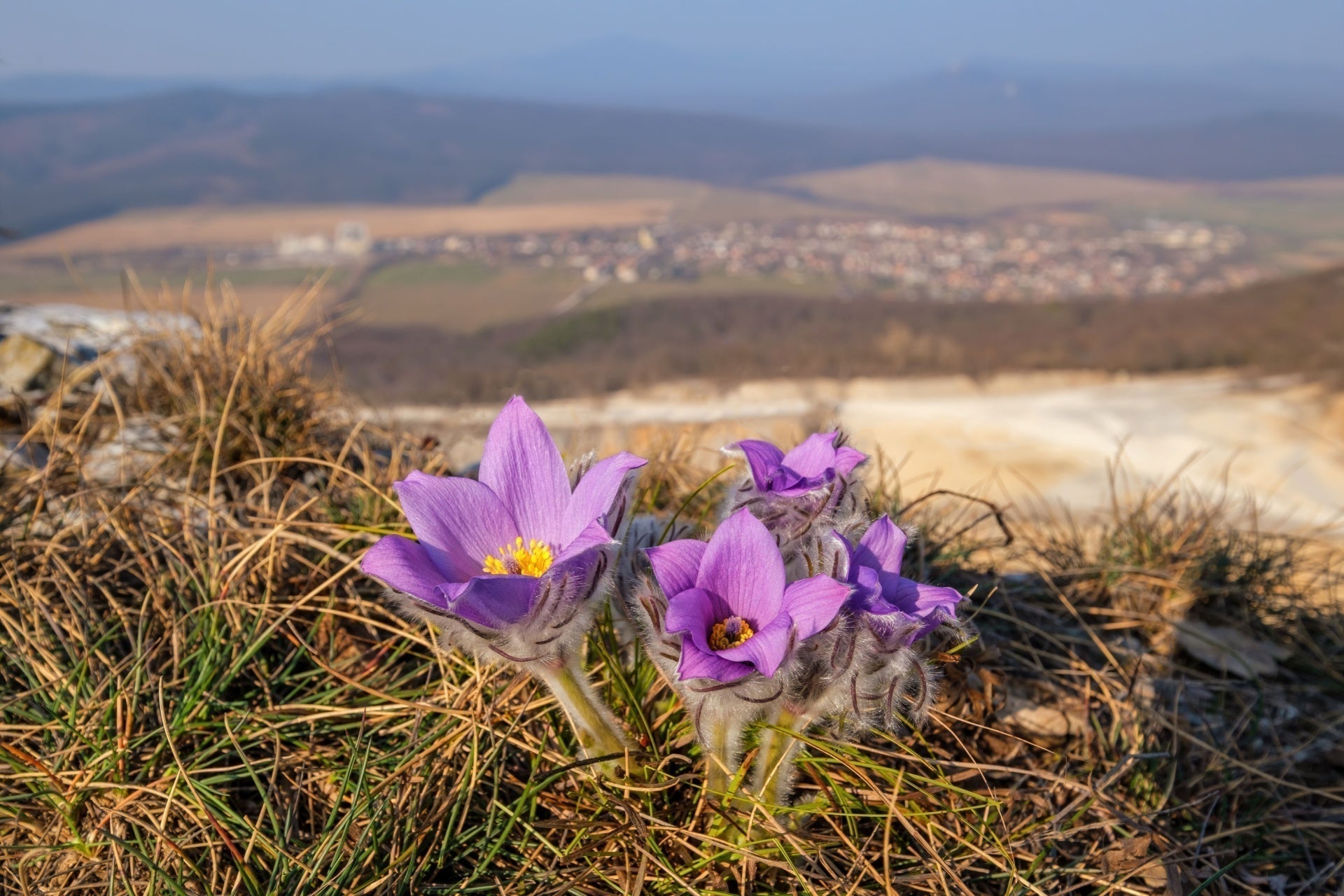 Purple pasque flowers bloom on rocky hillside in wild garden
