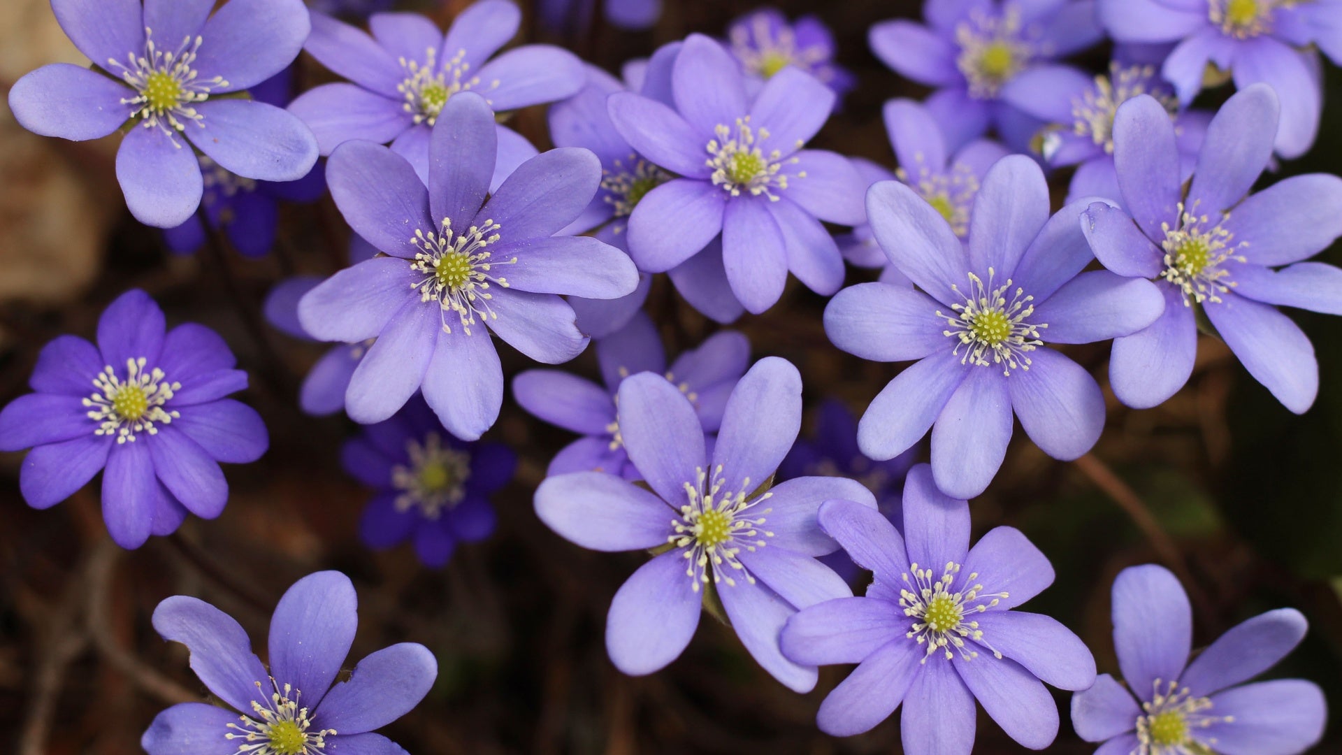 Hepatica: An Enchanting Beauty