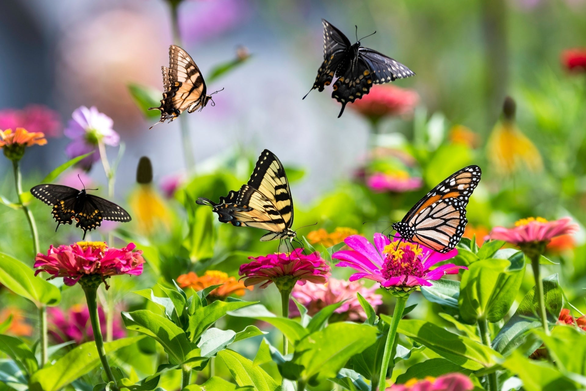 Vibrant pink zinnia with yellow center, butterflies, green foliage