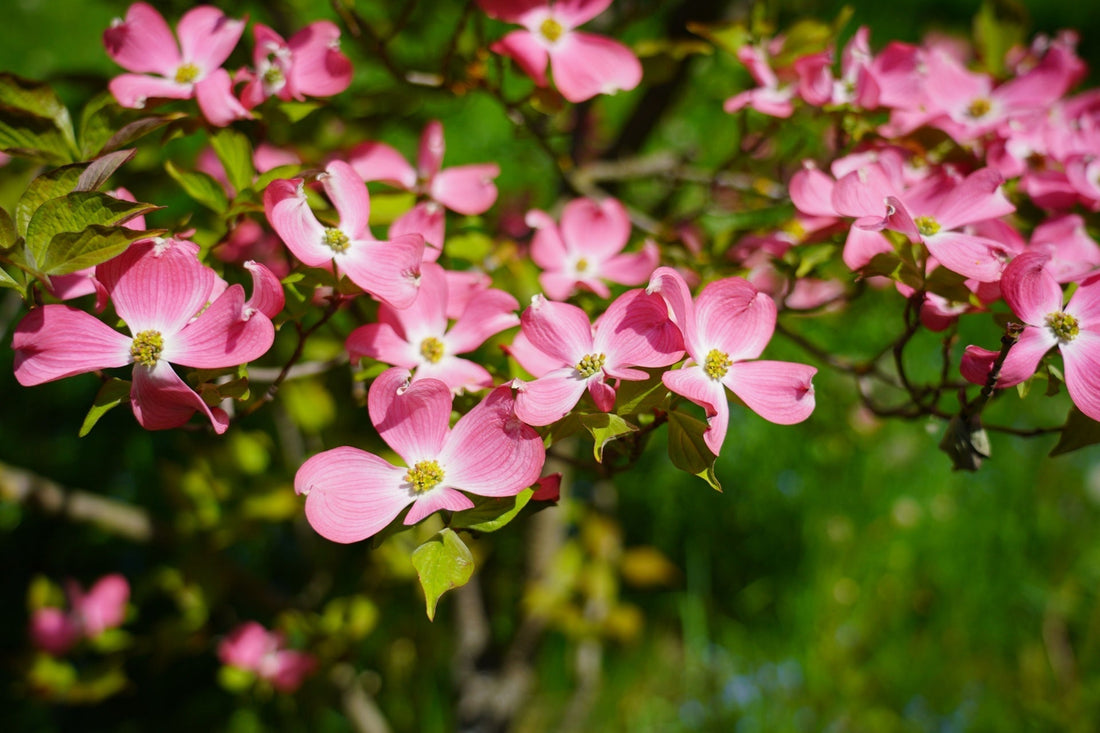 Vibrant pink dogwood blossoms with red flowering elegance amid green leaves